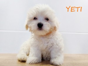 YETI