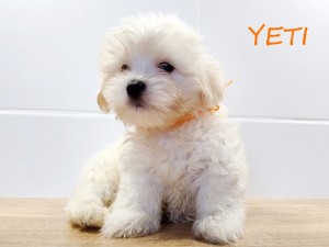 YETI