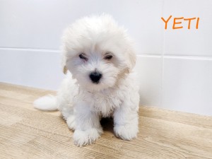 YETI