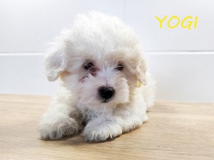 YOGI