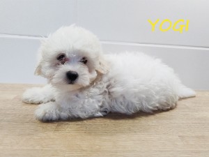 YOGI