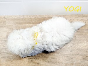 YOGI