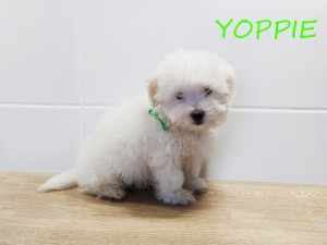 YOPPIE
