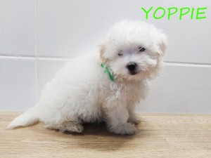 YOPPIE