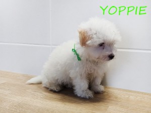 YOPPIE