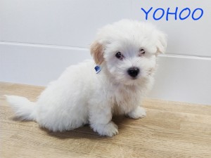 YOHOO