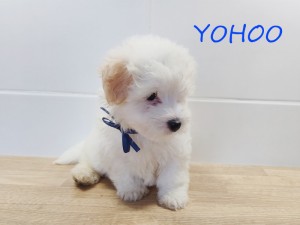 YOHOO