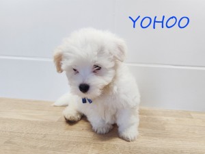 YOHOO