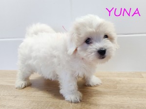 YUNA