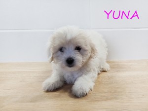 YUNA