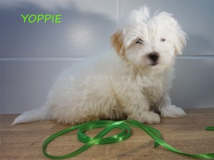 YOPPIE