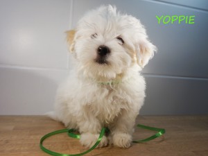 YOPPIE