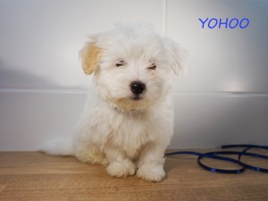 YOHOO