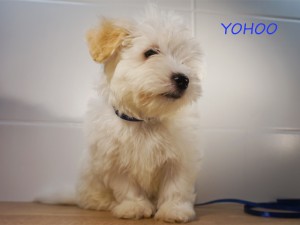 YOHOO