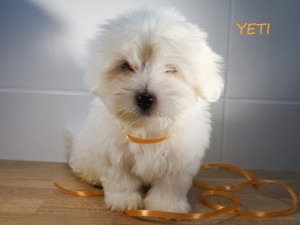 YETI