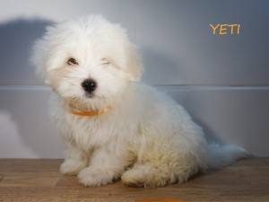 YETI