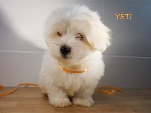 YETI