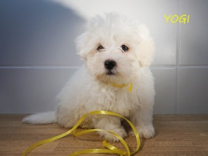 YOGI