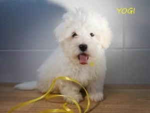 YOGI