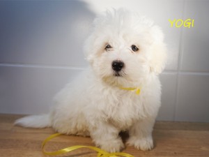 YOGI