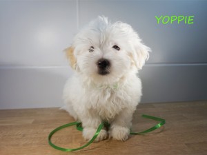 YOPPIE