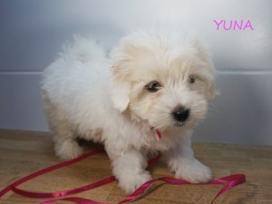 YUNA