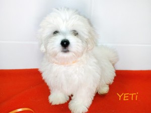 YETI