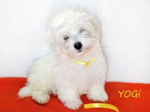 YOGI