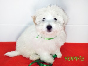 YOPPIE
