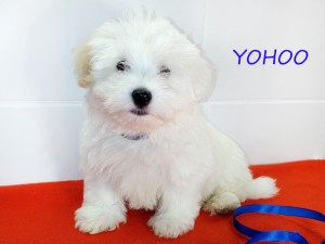 YOHOO