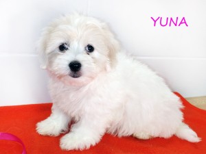 YUNA