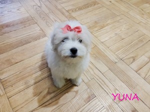 YUNA