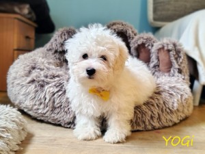 YOGI