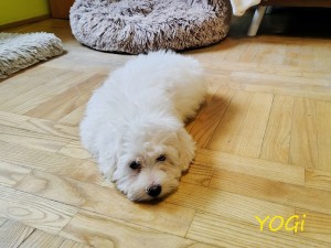YOGI