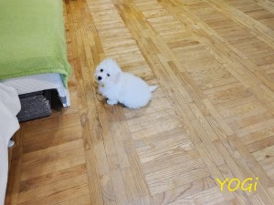 YOGI