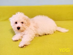 YOGI