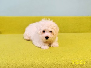 YOGI