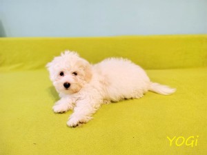 YOGI
