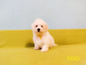YOGI