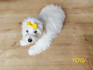YOGI
