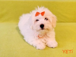 YETI