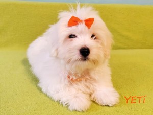 YETI