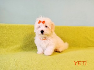 YETI