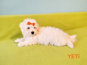 YETI