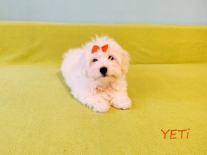 YETI