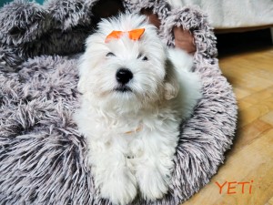 YETI