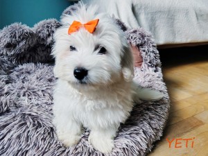 YETI