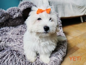 YETI