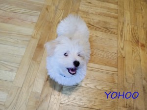 YOHOO