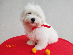 YETI